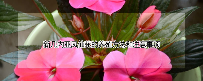 新幾內(nèi)亞鳳仙花的養(yǎng)殖方法和注意事項