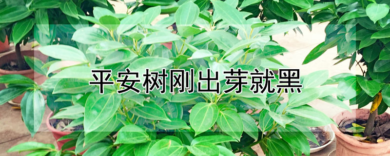 平安樹剛出芽就黑