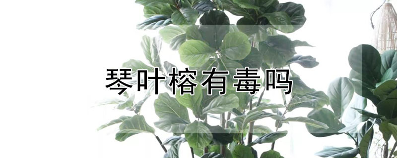 琴葉榕有毒嗎