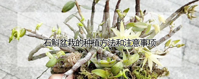 石斛盆栽的種植方法和注意事項