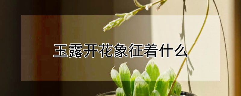 玉露開花象征著什么