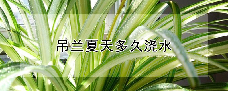 吊蘭夏天多久澆水