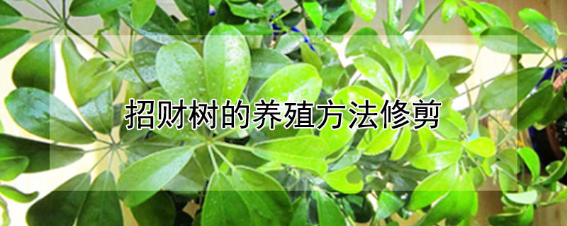 招財樹的養殖方法修剪