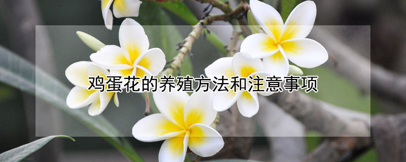 雞蛋花的養殖方法和注意事項