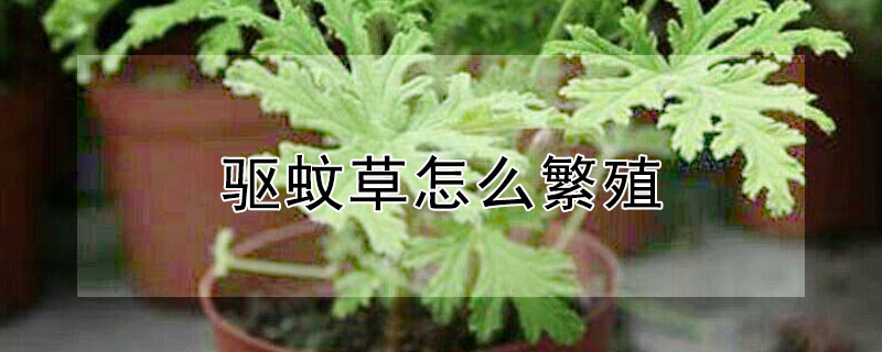 驅蚊草怎么繁殖