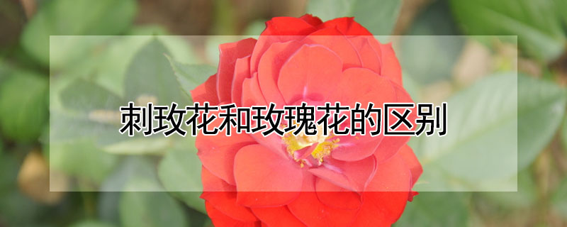 刺玫花和玫瑰花的區(qū)別