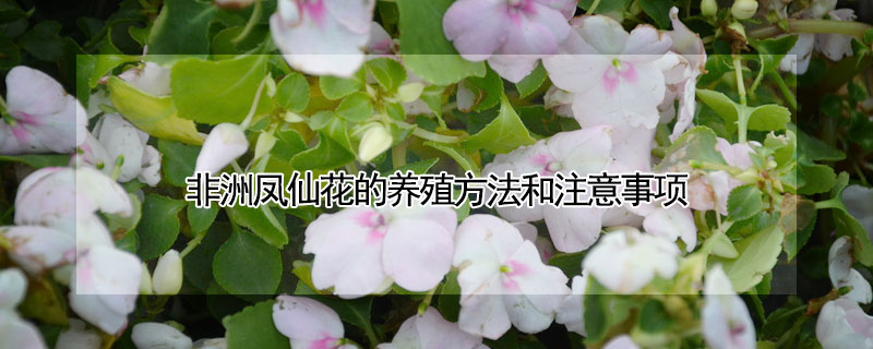 非洲鳳仙花的養殖方法和注意事項