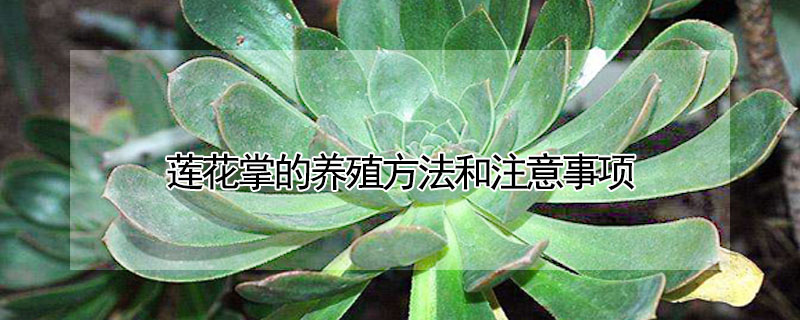 蓮花掌的養殖方法和注意事項