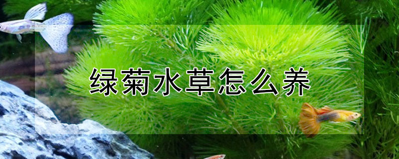 綠菊水草怎么養(yǎng)