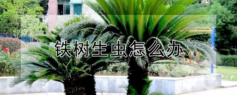 鐵樹生蟲怎么辦