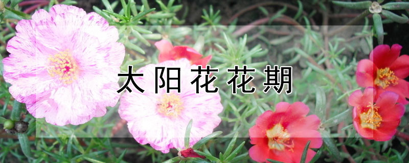 太陽花花期