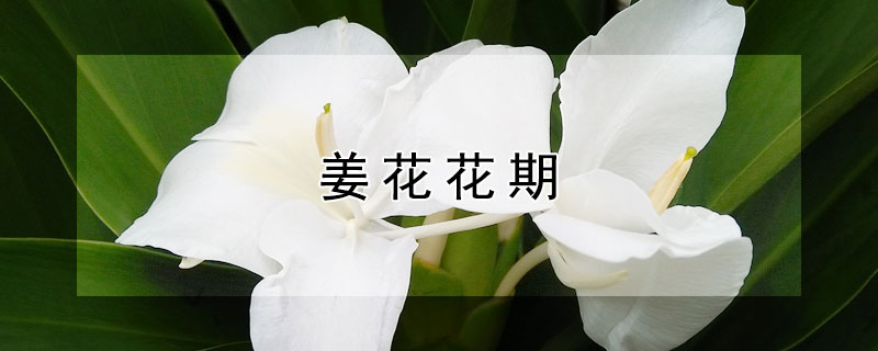 姜花花期