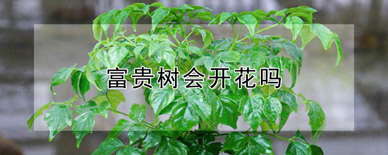 富貴樹會開花嗎