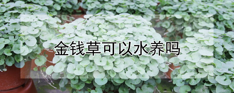 金錢(qián)草可以水養(yǎng)嗎