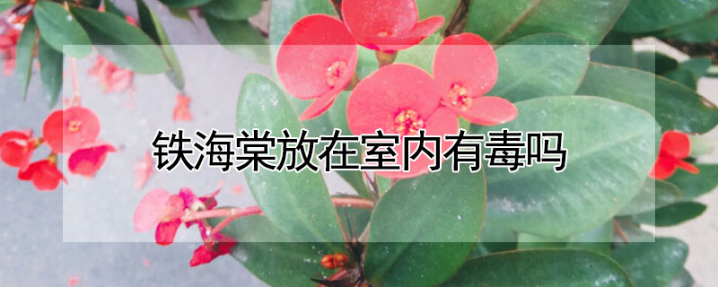 鐵海棠放在室內(nèi)有毒嗎