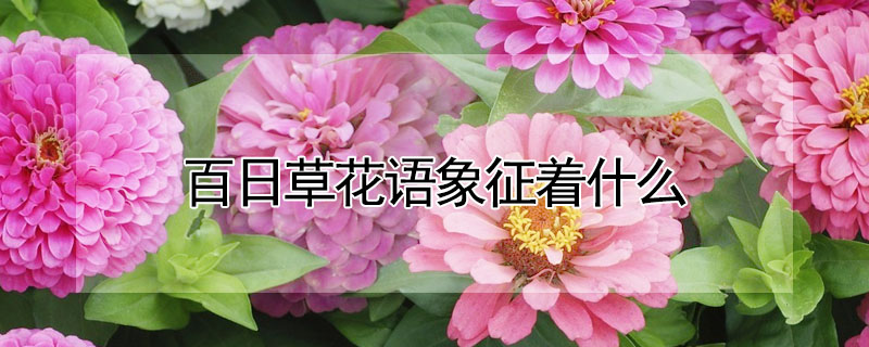 百日草花語(yǔ)象征著什么