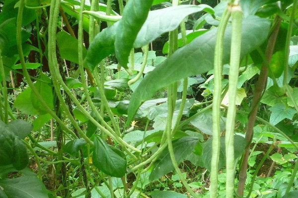 缸豆種植方法