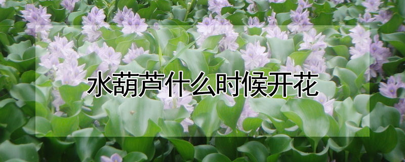 水葫蘆什么時候開花