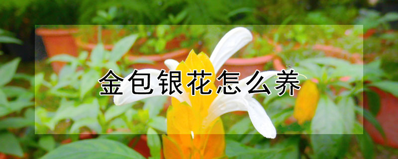 金包銀花怎么養