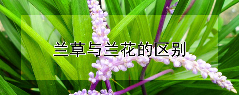 蘭草與蘭花的區(qū)別