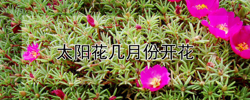 太陽花幾月份開花