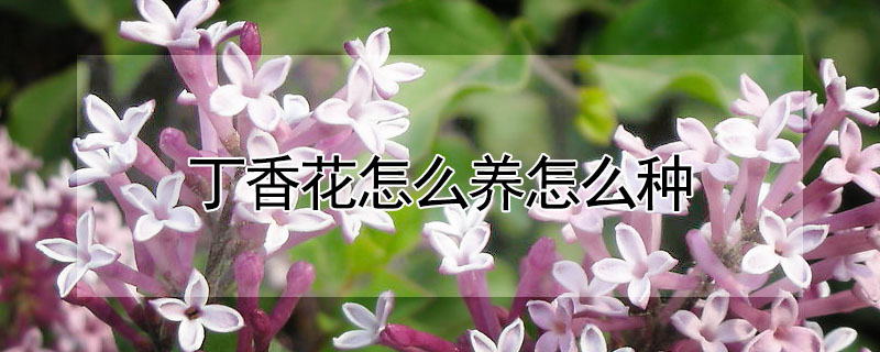 丁香花怎么養(yǎng)怎么種