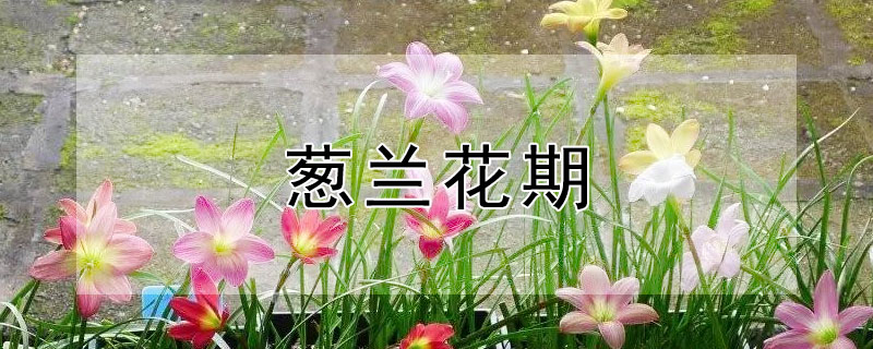 蔥蘭花期