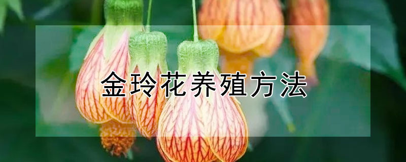 金玲花養殖方法