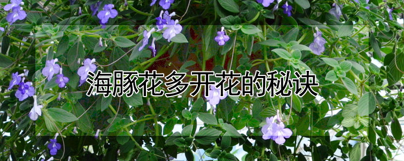 海豚花多開花的秘訣