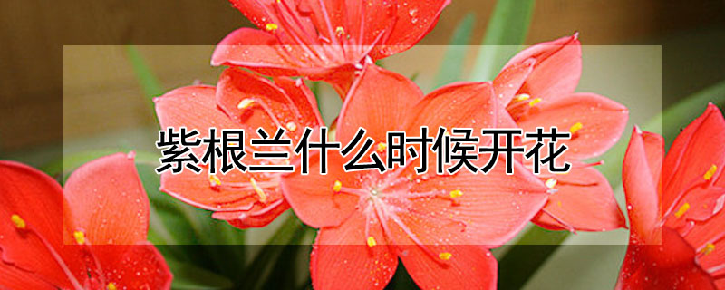 紫根蘭什么時候開花