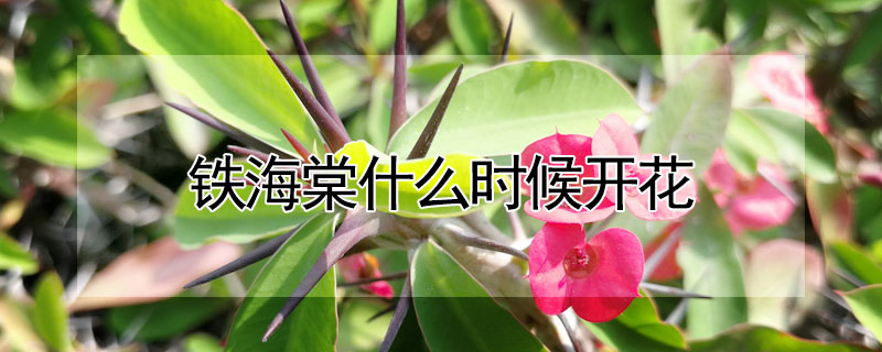 鐵海棠什么時(shí)候開(kāi)花