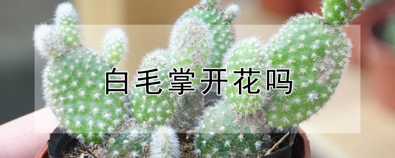 白毛掌開花嗎