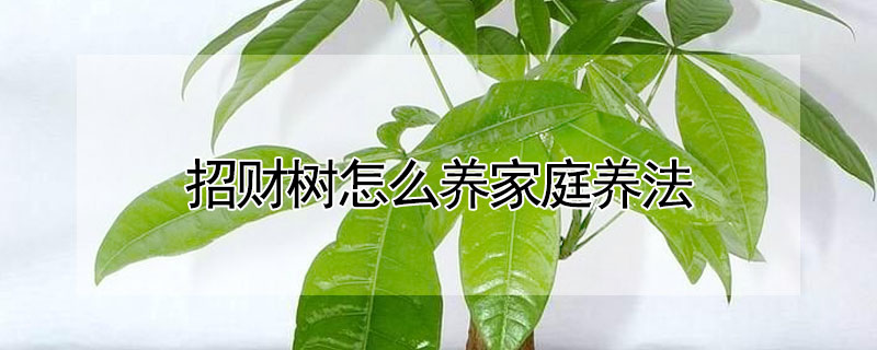 招財(cái)樹(shù)怎么養(yǎng)家庭養(yǎng)法