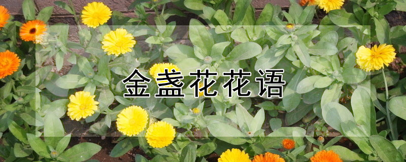 金盞花花語