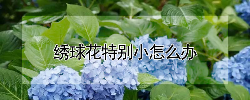 繡球花特別小怎么辦