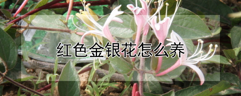 紅色金銀花怎么養(yǎng)