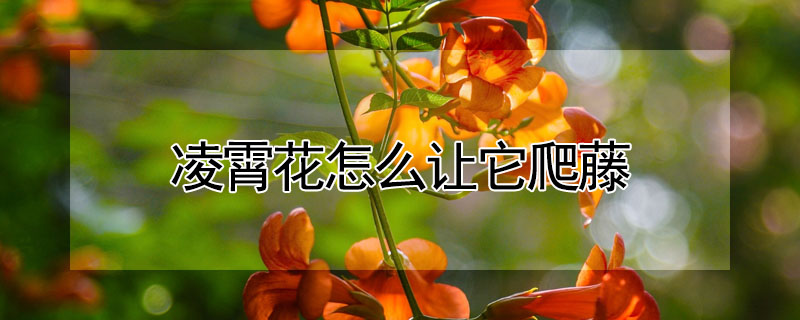 凌霄花怎么讓它爬藤