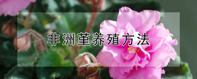 非洲堇養(yǎng)殖方法