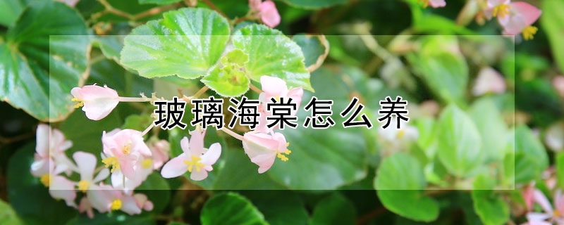 玻璃海棠怎么養(yǎng)