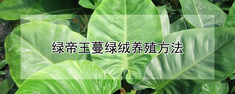 綠帝王蔓綠絨養殖方法