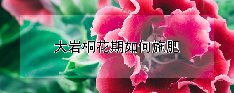 大巖桐花期如何施肥