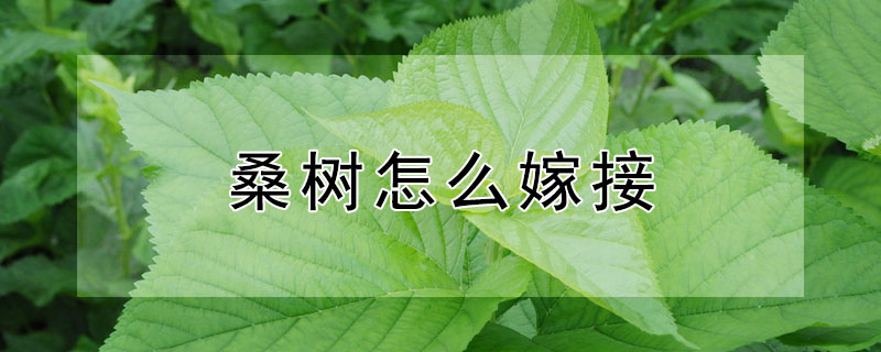 桑樹怎么嫁接