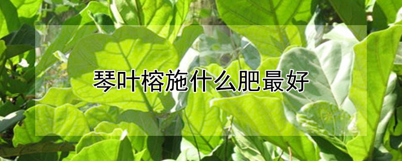 琴葉榕施什么肥最好