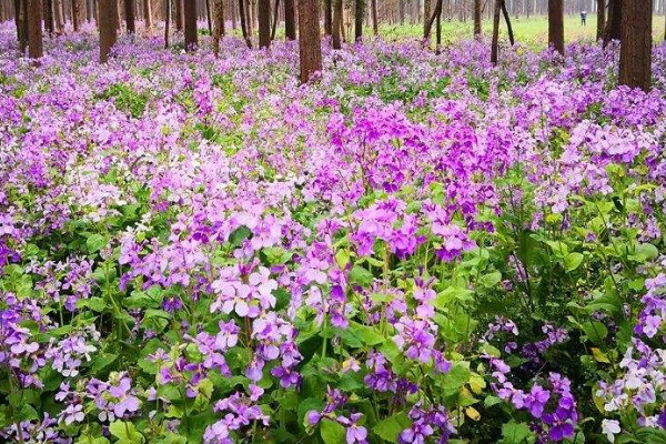 藍香芥和二月蘭的區別