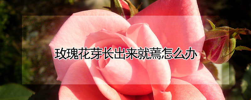 玫瑰花芽長(zhǎng)出來就蔫怎么辦