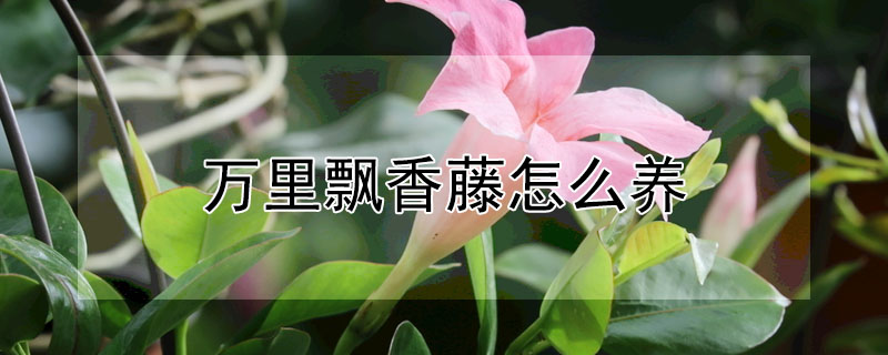 萬里飄香藤怎么養(yǎng)