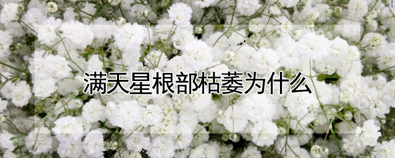 滿天星根部枯萎為什么