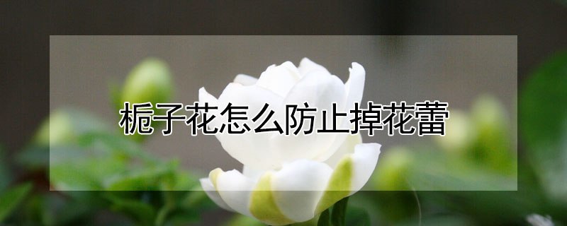 梔子花怎么防止掉花蕾