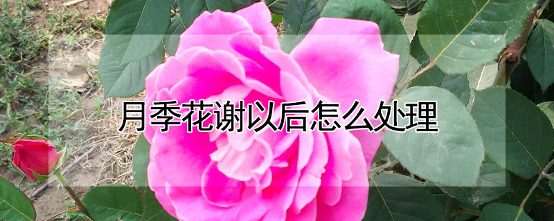 月季花謝以后怎么處理