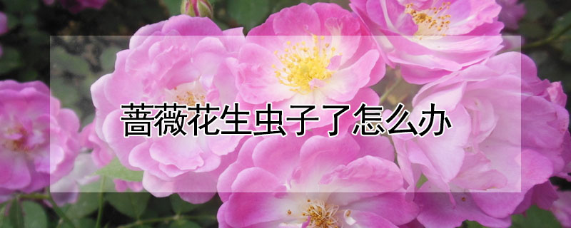 薔薇花生蟲(chóng)子了怎么辦